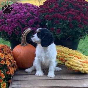 Maggie, Cavalier King Charles Spaniel Puppy